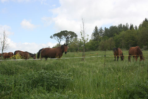 Cavalli al pascolo in primavera